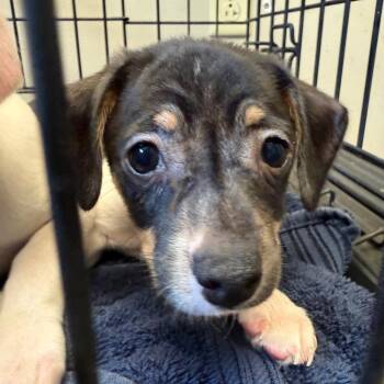 Chihuahua and Jack Russell Terrier Dogs Available for Adoption - Carrot | PetCurious