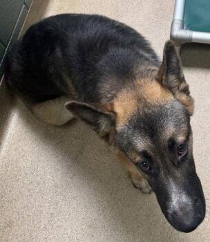 Ringo -  German Shepherd Dog Dog for Adoption in Oakland, California - Ringo | PetCurious