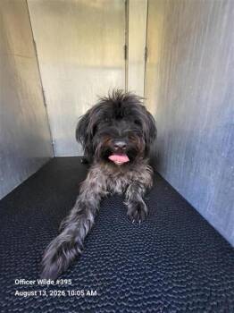 CHOCOLATE -  Shih Tzu Dog for Adoption in San Antonio, Texas - CHOCOLATE | PetCurious