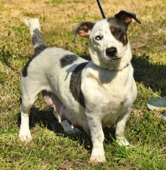 Rescue Cardigan Welsh Corgi and Mixed Breed Dogs for Adoption in Morton Grove, Illinois - Maggie Mae | PetCurious