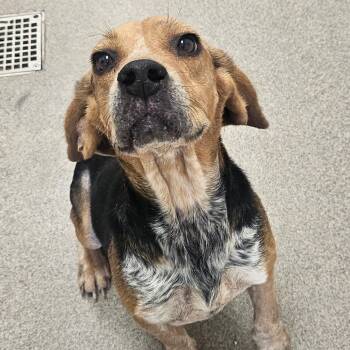 Rescue Beagle Dogs for Adoption in Chatham, Virginia - Rayne | PetCurious