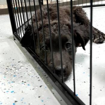 (COD) Remi -  Mixed Breed Dog for Adoption in Douglas, Arizona - (COD) Remi | PetCurious