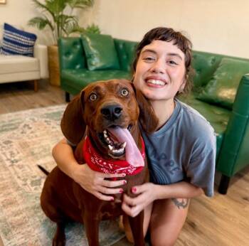 Cooper Clifford The Big Red Love Bug -  Redbone Coonhound and Labrador Retriever Dog for Adoption in Friendswood, Texas - Cooper Clifford The Big Red Love Bug | PetCurious
