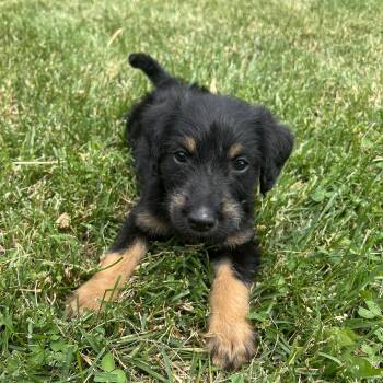 Rowlf -  Terrier Dog for Adoption in Plainfield, Illinois - Rowlf | PetCurious