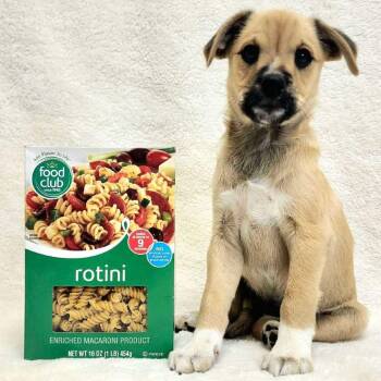 Rescue Mixed Breed Dogs for Adoption in Rockville, Maryland - Rotini | PetCurious