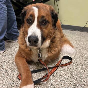 Fletcher -  Bernese Mountain Dog and Saint Bernard Dog for Adoption in Cedar Rapids, Iowa - Fletcher | PetCurious
