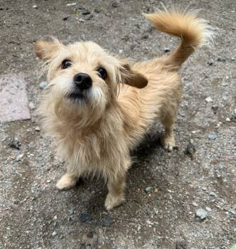 Rescue Cairn Terrier Dogs for Adoption in Richmond, Virginia - Bubby | PetCurious