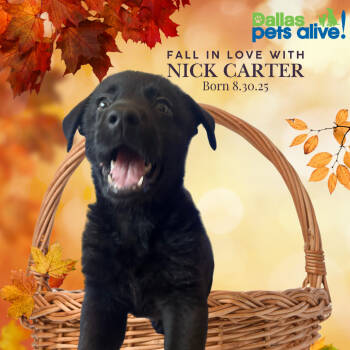 Rescue Terrier Dogs for Adoption in Dallas, Texas - Nick Carter | PetCurious