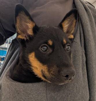 Eli -  Australian Cattle Dog Blue Heeler Dog for Adoption in Santa Rosa, California - Eli | PetCurious