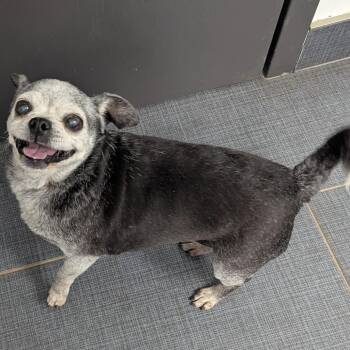 Sophia -  Puggle and Mixed Breed Dog for Adoption in Pelham, New Hampshire - Sophia | PetCurious