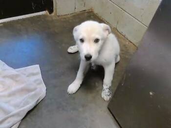 BLEU -  Great Pyrenees and Mixed Breed Dog for Adoption in Tulsa, Oklahoma - BLEU | PetCurious
