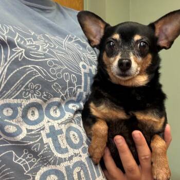 Turtle -  Chihuahua Dog for Adoption in Springboro, Ohio - Turtle | PetCurious