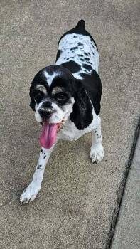 Darcy -  Cocker Spaniel Dog for Adoption in West Peoria, Illinois - Darcy | PetCurious