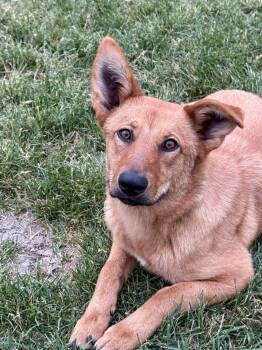 Sunny -  Shepherd Dog for Adoption in Lincoln, Nebraska - Sunny | PetCurious