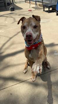 James -  American Staffordshire Terrier Dog for Adoption in Creston, California - James | PetCurious