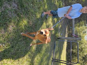 Remy -  Hound Dog for Adoption in Panama City, Florida - Remy | PetCurious