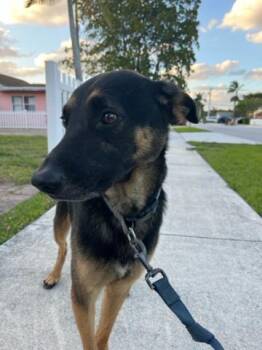 Mixed Breed Dogs Available for Adoption in West Palm Beach, Florida - DYLAN | PetCurious