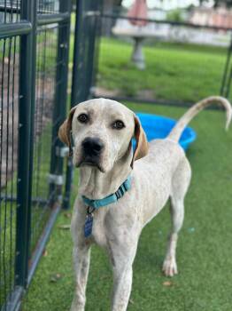 Rescue Pointer Dogs for Adoption in Lakeland, Florida - Howly Mandel | PetCurious