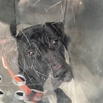 Mixed Breed Dogs Available for Adoption - Fleet | PetCurious