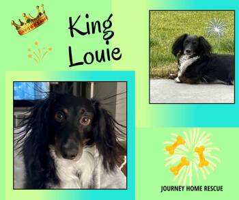 King Louie -  Dachshund Dog for Adoption in East Wenatchee, Washington - King Louie | PetCurious