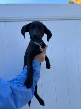 Mary (AVAILABLE 10/26) -  Mixed Breed Dog for Adoption in Leverett, Massachusetts - Mary (AVAILABLE 10/26) | PetCurious