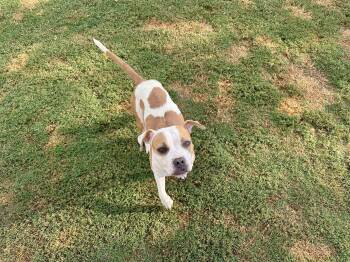 Rescue Bulldog and Pit Bull Terrier Dogs for Adoption in Auburn, Georgia - Bonnie | PetCurious