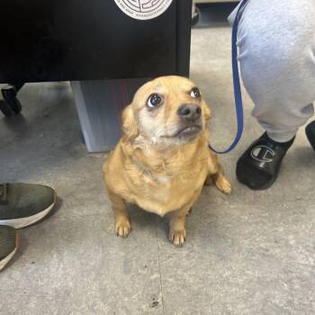 Princess Boo -  Chihuahua Dog for Adoption in Philadelphia, Pennsylvania - Princess Boo | PetCurious