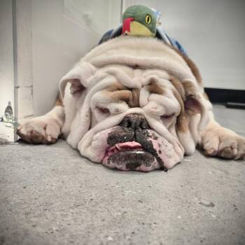 Snausage -  English Bulldog and Mixed Breed Dog for Adoption in Los Angeles, California - Snausage | PetCurious