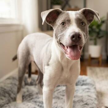 **GUNNER** -  Labrador Retriever and Hound Dog for Adoption in North Prairie, Wisconsin - **GUNNER** | PetCurious