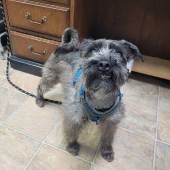 Duke 5694 D -  Miniature Schnauzer and Mixed Breed Dog for Adoption in Frankfort, Kentucky - Duke 5694 D | PetCurious