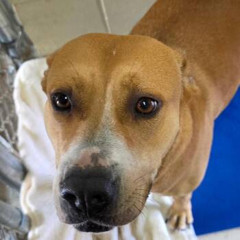 Jenna -  Black Mouth Cur Dog Available for Adoption in Bronson, Florida - Jenna | PetCurious