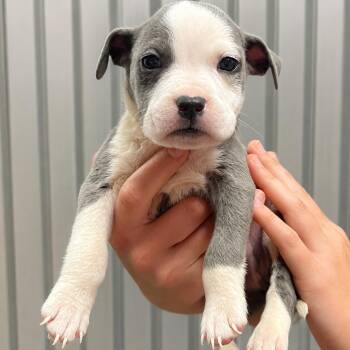 Hades -  American Staffordshire Terrier Dog for Adoption in Portland, Maine - Hades | PetCurious