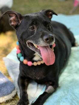 Terrier Dogs Available for Adoption in Bloomfield, Connecticut - Coral | PetCurious