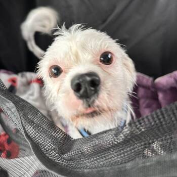 Chip -  Mixed Breed Dog for Adoption in Durham, North Carolina - Chip | PetCurious