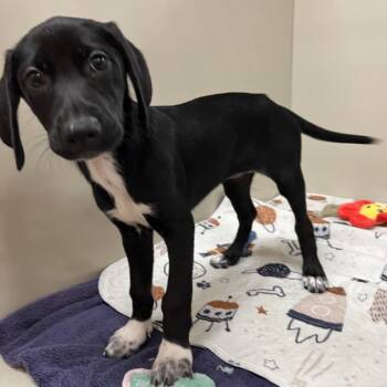 Jolene 54564 -  Labrador Retriever and Doberman Pinscher Dog for Adoption in Las Vegas, Nevada - Jolene 54564 | PetCurious
