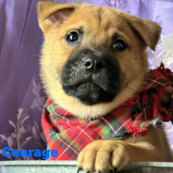 Chow Chow Dogs Available for Adoption - Courage | PetCurious