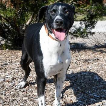 Brady -  Pit Bull Terrier and Mixed Breed Dog for Adoption in Springfield, Missouri - Brady | PetCurious