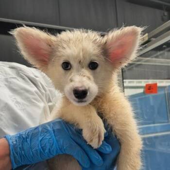 Princess -  Samoyed and Mixed Breed Dog for Adoption in Morton Grove, Illinois - Princess | PetCurious