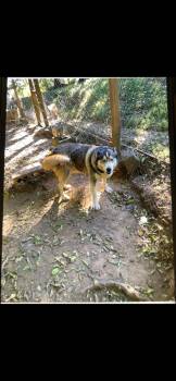 Rescue Siberian Husky Dogs for Adoption in Maryville, Tennessee - JoJo | PetCurious