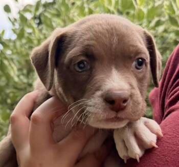 Marigold Winner - Local Pup -  Chocolate Labrador Retriever and Beagle Dog for Adoption in Andover, Massachusetts - Marigold Winner - Local Pup | PetCurious