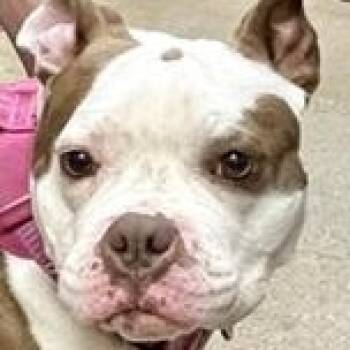 Terrier Dogs Available for Adoption in Birmingham, Michigan - BALI- Needs A Foster/forever Home | PetCurious