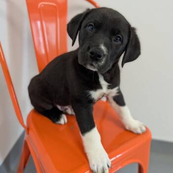 Mixed Breed Dogs Available for Adoption - Conquest | PetCurious