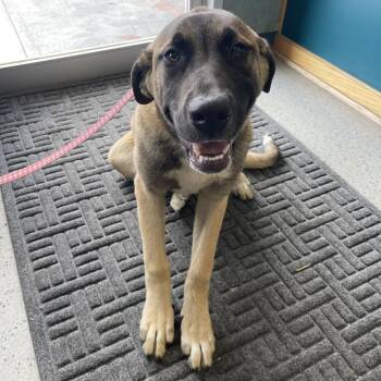 Lilac -  Anatolian Shepherd Dog Available for Adoption in Lenexa, Kansas - Lilac | PetCurious