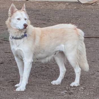 Honey -  Siberian Husky and Husky Dog for Adoption in Los Angeles, California - Honey | PetCurious