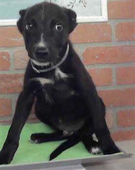 A2086762 -  German Shepherd Dog and Mixed Breed Dog for Adoption in Houston, Texas - A2086762 | PetCurious