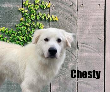 Chesty -  Great Pyrenees Dog for Adoption in Marshville, North Carolina - Chesty | PetCurious