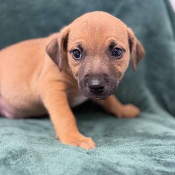 Pit Bull Terrier and Mixed Breed Dogs Available for Adoption in St. Peters, Missouri - Xander | PetCurious