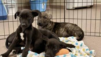Mixed Breed Dogs Available for Adoption in Balch Springs, Texas - Louie | PetCurious