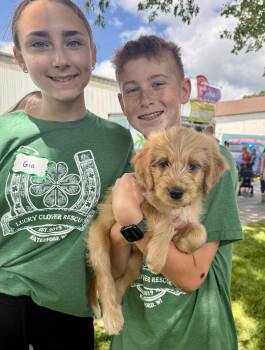 Lilac -  Goldendoodle Dog for Adoption in Iron Ridge, Wisconsin - Lilac | PetCurious
