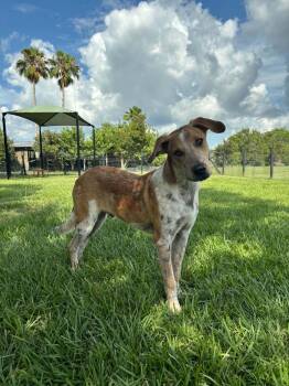Wheatley -  Hound and Pointer Dog for Adoption - Wheatley | PetCurious